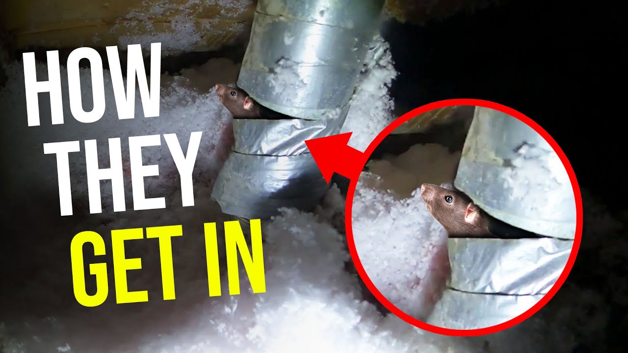 Attic vent left open leads to big RAT INFESTATION...