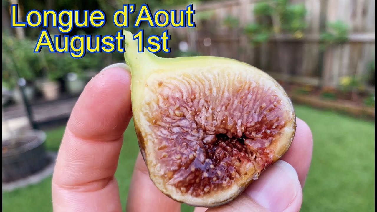 Longue d'Aout main crop in ground fig tree review.
