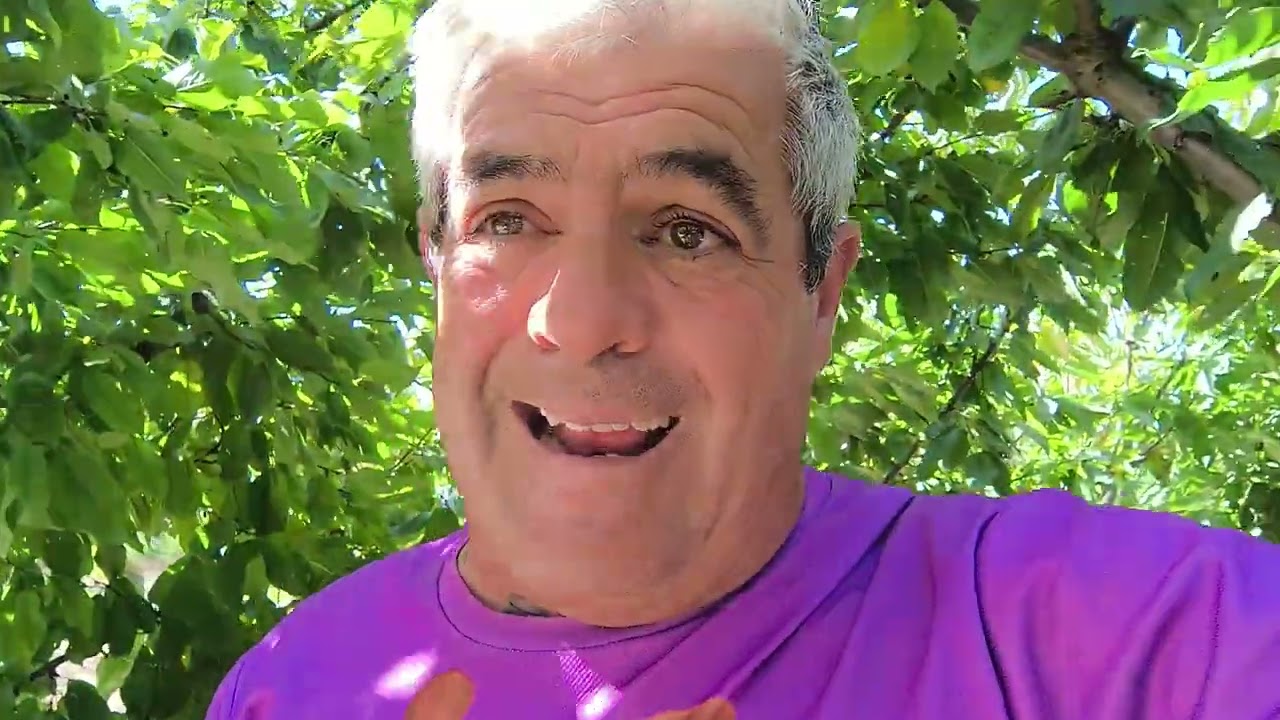 Franqueo de injerto de peral sobre membrillo.¿ porque y para que?