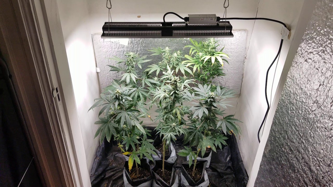 Closet Grow | Day 36 of Flower | Mars Hydro SP-150