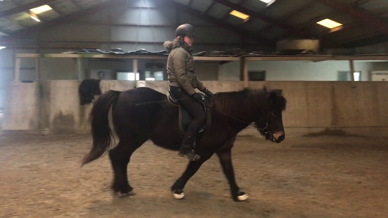 Ridning af islandsk hest
