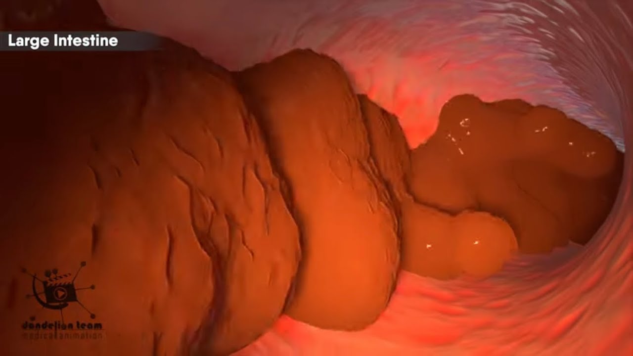How does your body turn food into the poop? Human digestive system(Animation)|Dandelion Team