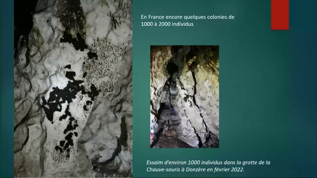 Conférence scientifique sur la biocorrosion par les chauves-souris