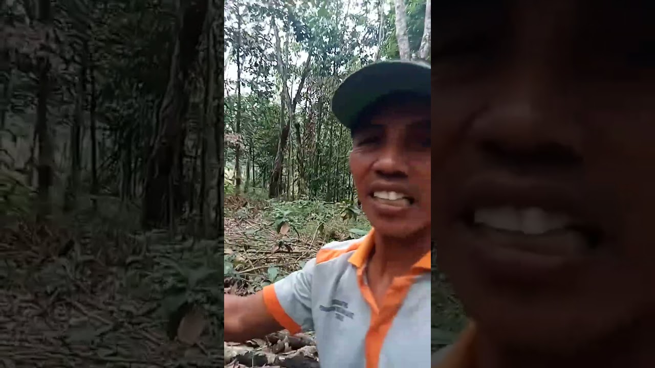 Kulit belum pulih sudah di sadap rusak jadinya,#sadap getah karet#kuli