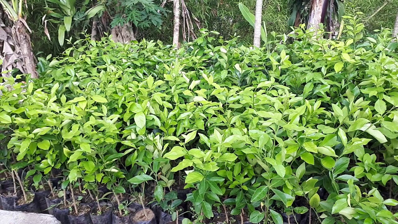 Jual bibit lemon California Amerika 08122113318