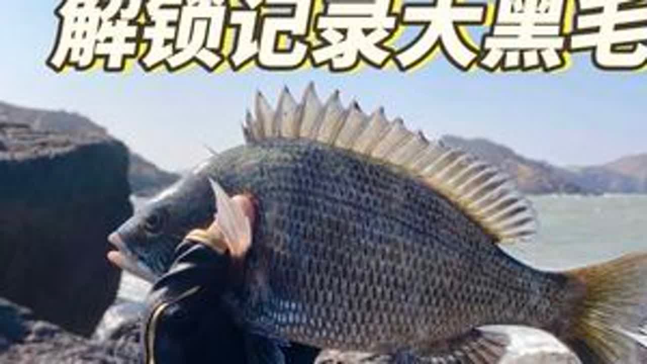 这鱼都饿疯了丢下去就咬！解锁目前人生中最大一条黑毛鱼！#海钓#户外钓鱼 #原来钓鱼才是抖音运动顶流 #解锁新技能 #钓鱼