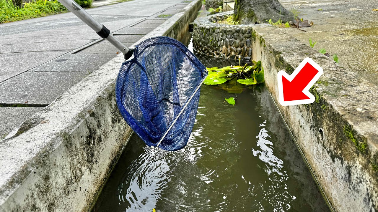 沖縄の市街地を流れる水路で予想外の外来魚が捕れてしまいました