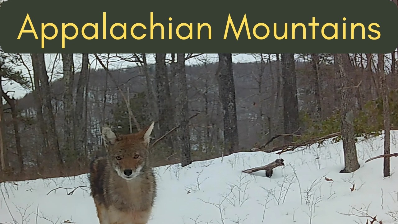 Winter Wildlife in the Appalachian Mountains | Trail Camera Footage