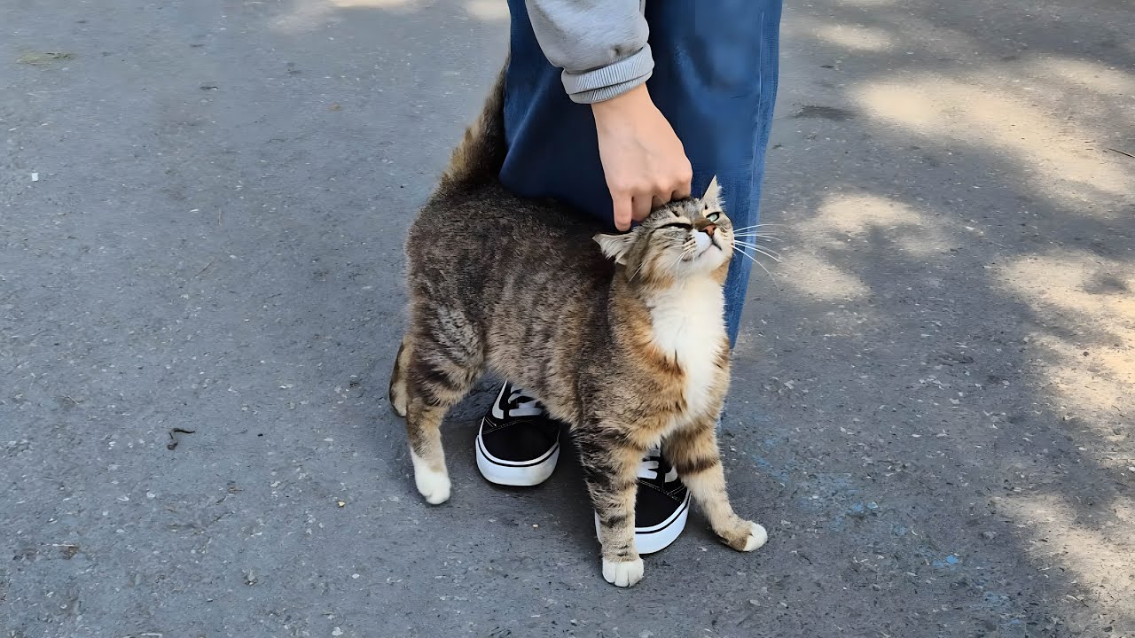 Милая бездомная кошка трется о мои ноги и мурлычет, разминая пол