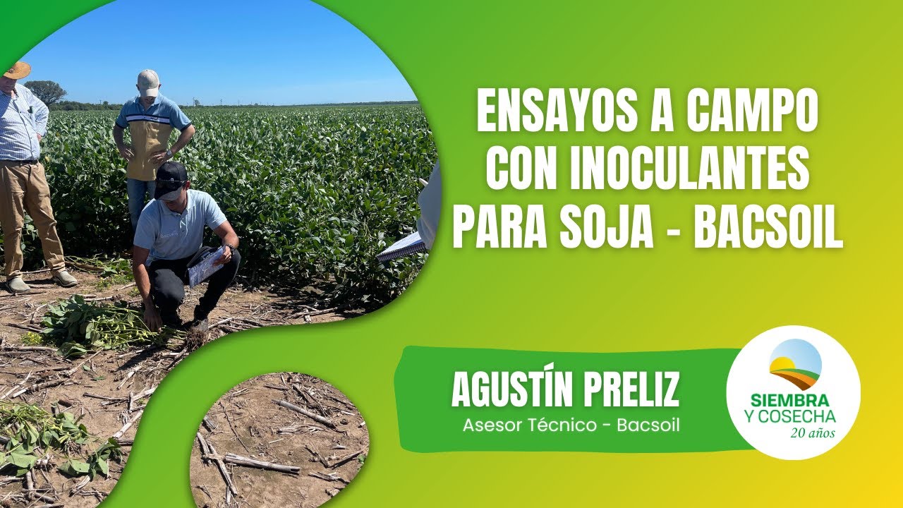 SIEMBRA Y COSECHA TV: Ensayos de inoculantes para soja a campo