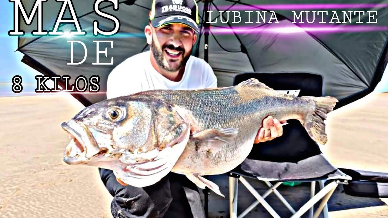 LUBINA MONSTRUOSA// DE MAS (DE 8 KILOS) 🎣 CAPTURADA A SURFCASTING. /_/LA LUBINA MUTANTE//
