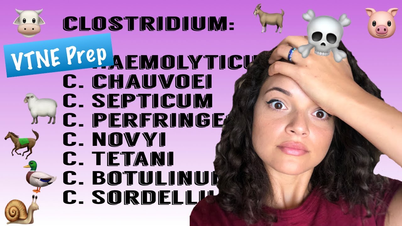 Clostridium | VTNE Prep | Review with Me