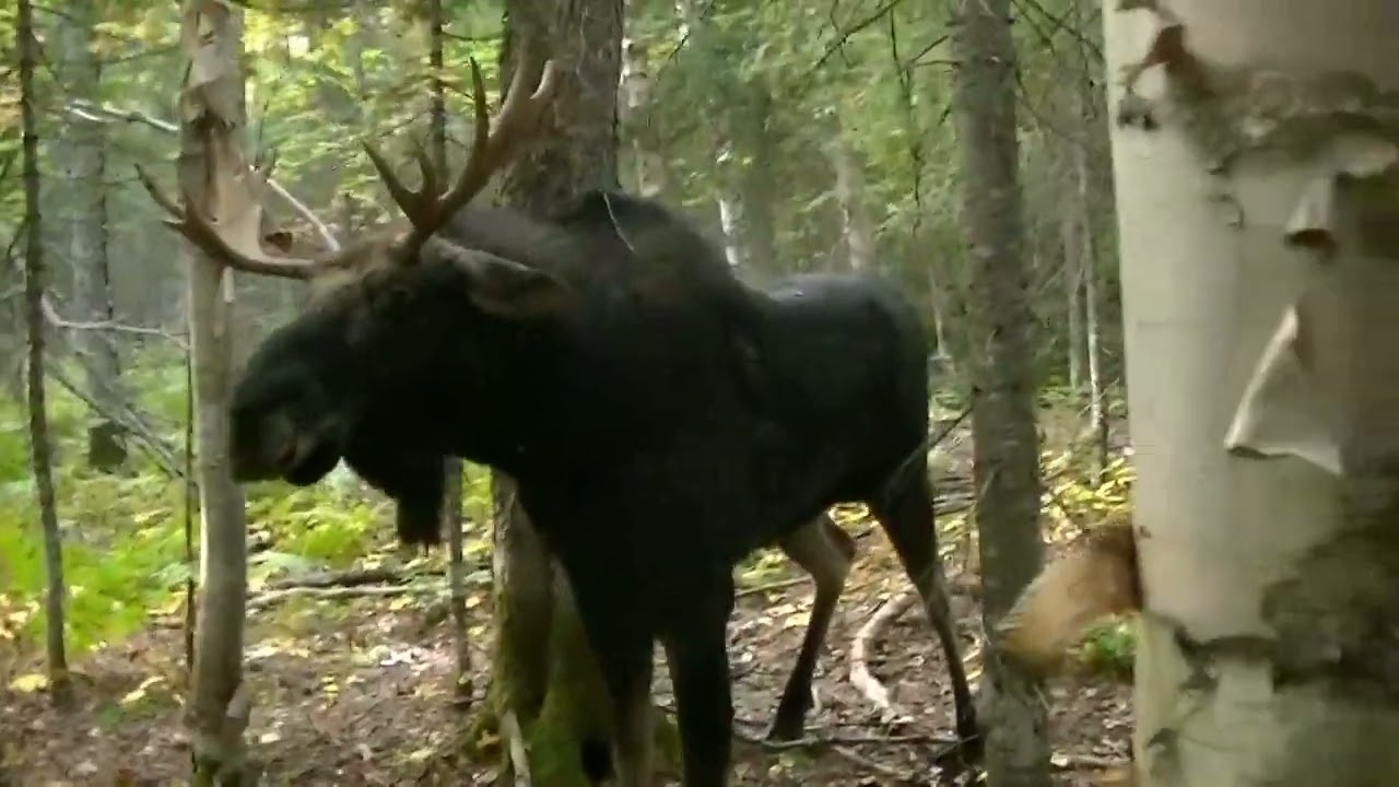 CHASSE AVEC MANON BARREST
