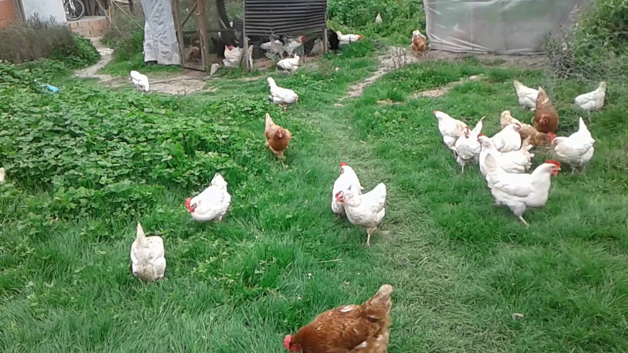 TAVUK İŞİNDE BAŞARININ ALTIN KURALI. .Bu video genç arkadaşlara ve iş kurmak isteyenlere ulaşsın. .