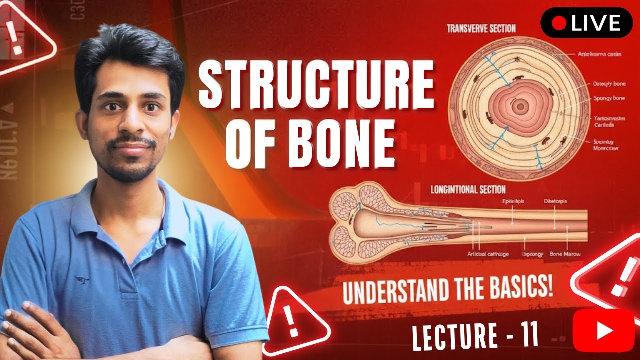 Structure of Bone in Hindi | Transverse sections  | | Anatomy  NEET & MBBS  Live  LEC  11