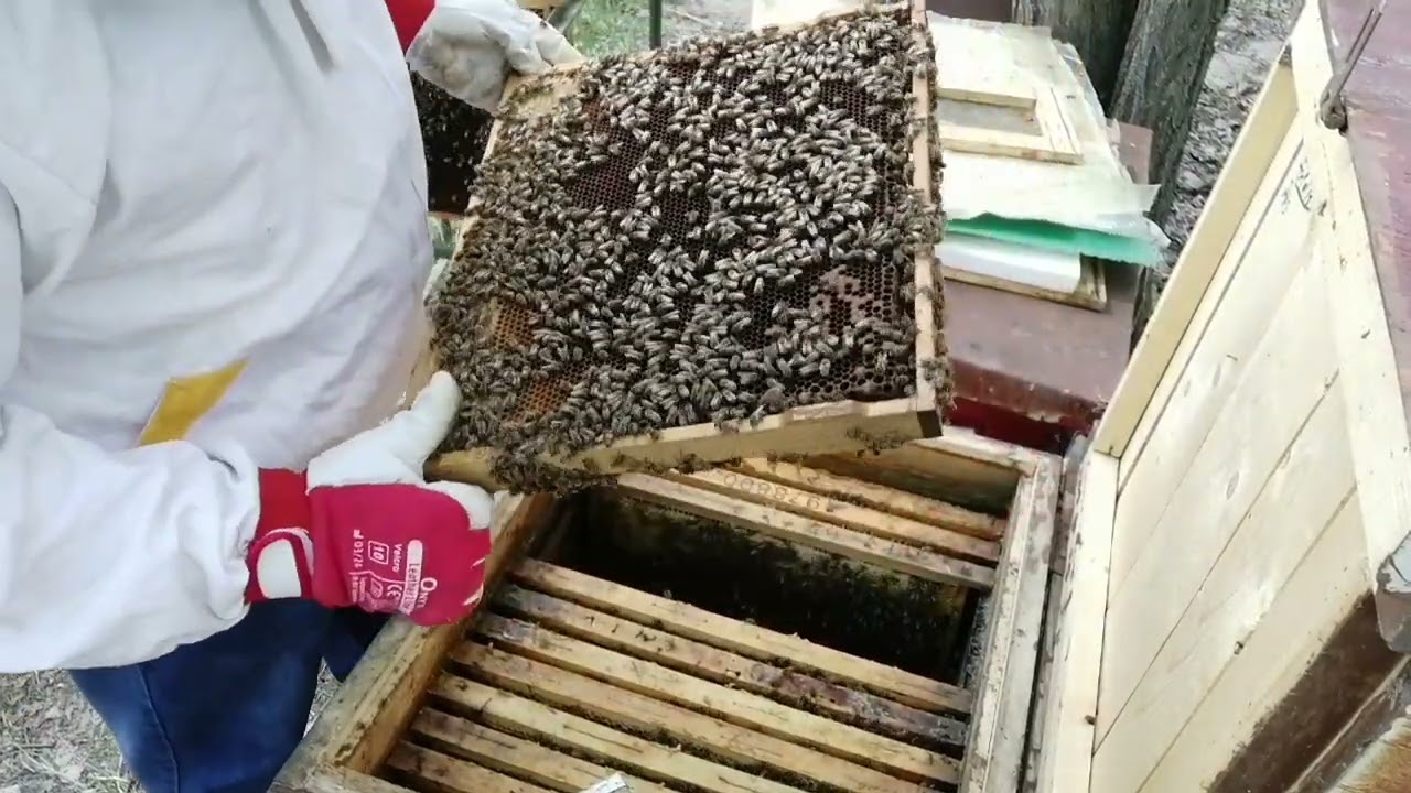 Mi az oka a rajzásnak ? Hogyan állítható meg ? Hogyan láthatod előre?