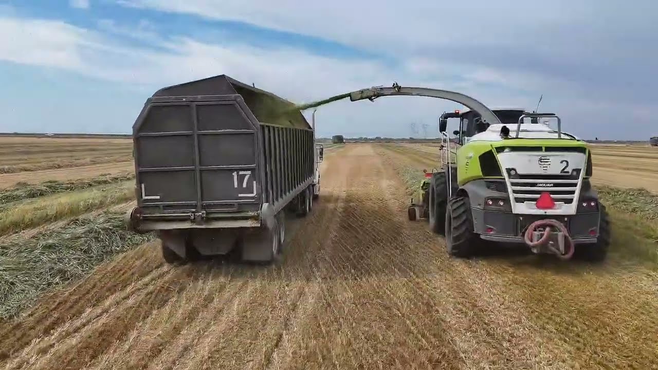Harvesting thousands of acres In California #silage #claas #chopping #harvesting
