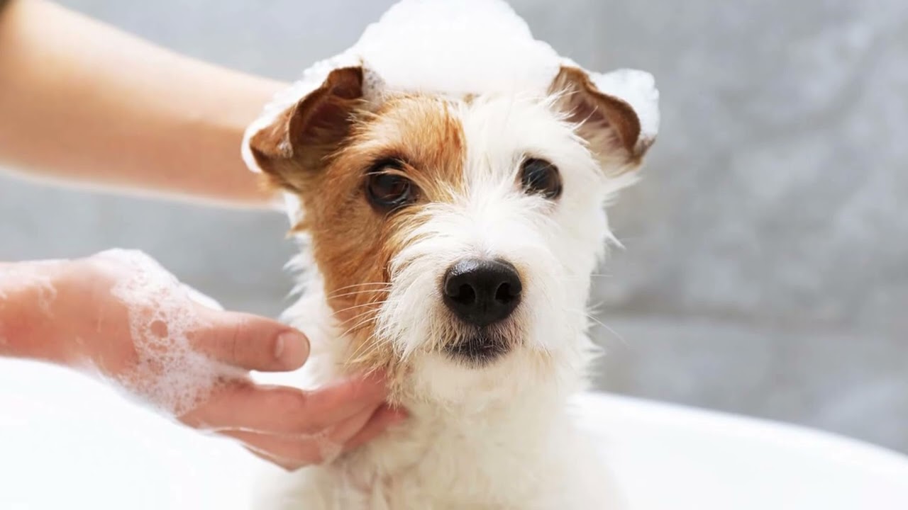 🚿🐾 Douxo S3 Pyo Shampoo – Gentle, Antiseptic Care for Pet Skin Infections!