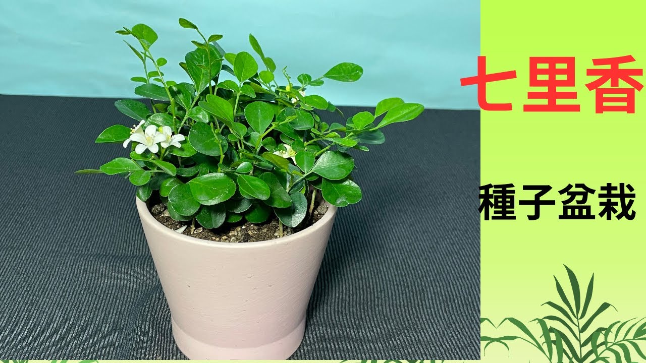 七里香種子盆栽DIY
