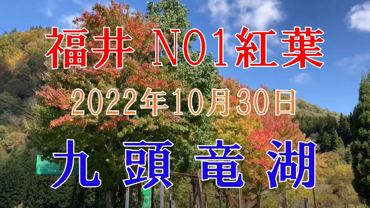 福井　NO1 九頭竜湖　紅葉　見に行ってきました、ところが、、