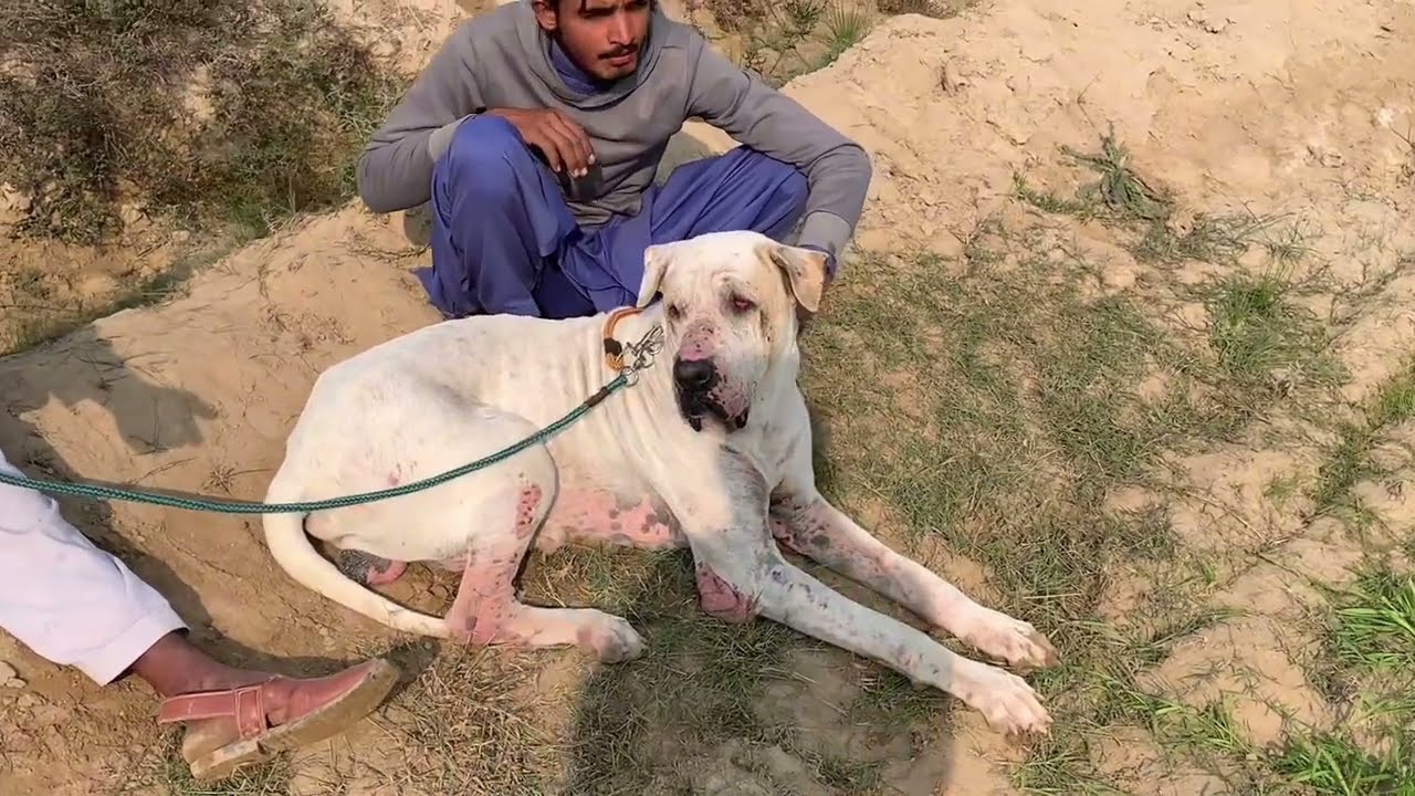 buht hi kmal ka howa mach aj ka ||pakistani bully dogs with vlog