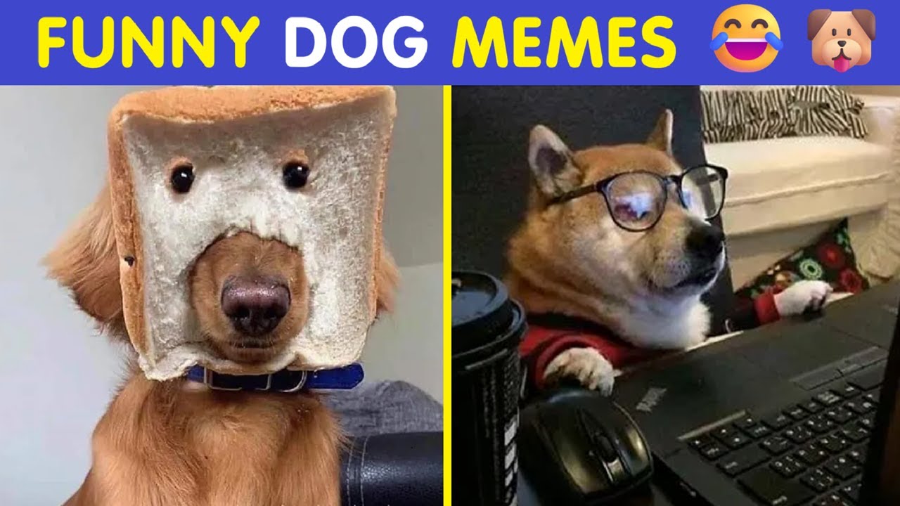 Funny Dog Memes For Anyone Who Has A Dog Or Just Wants A Good Laugh 😂🐶