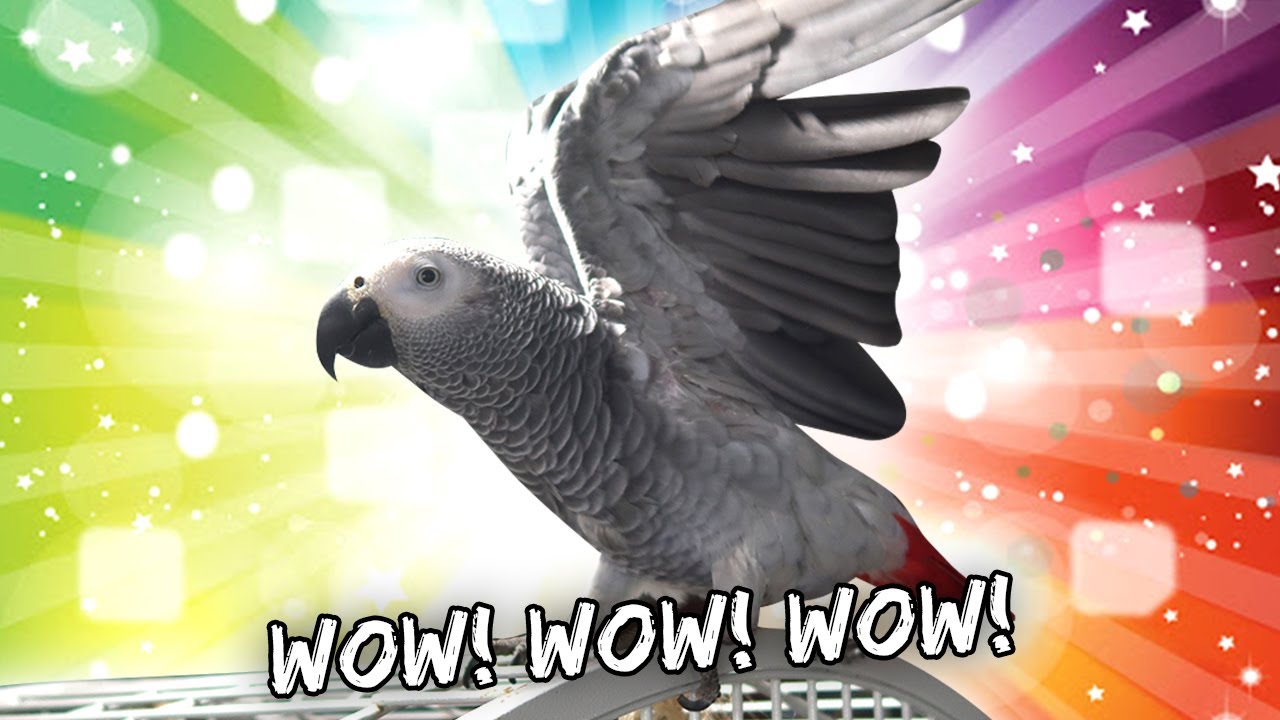 Something's Different About My Bird | Vlog #884