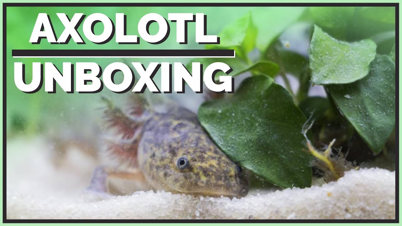 Meet my new Axolotl! - Unboxing & Setup