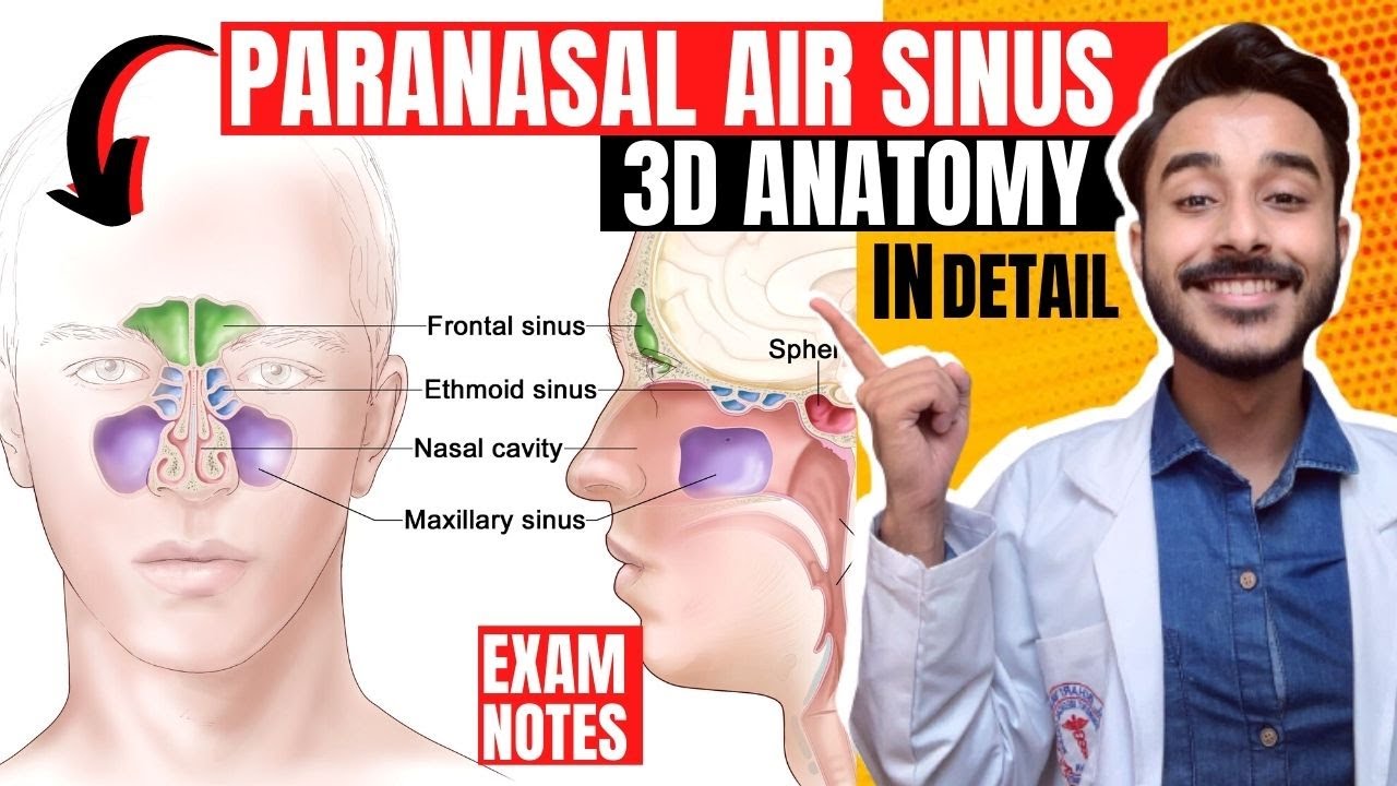 Paranasal air sinuses anatomy | Paranasal sinuses anatomy | maxillary sinus anatomy