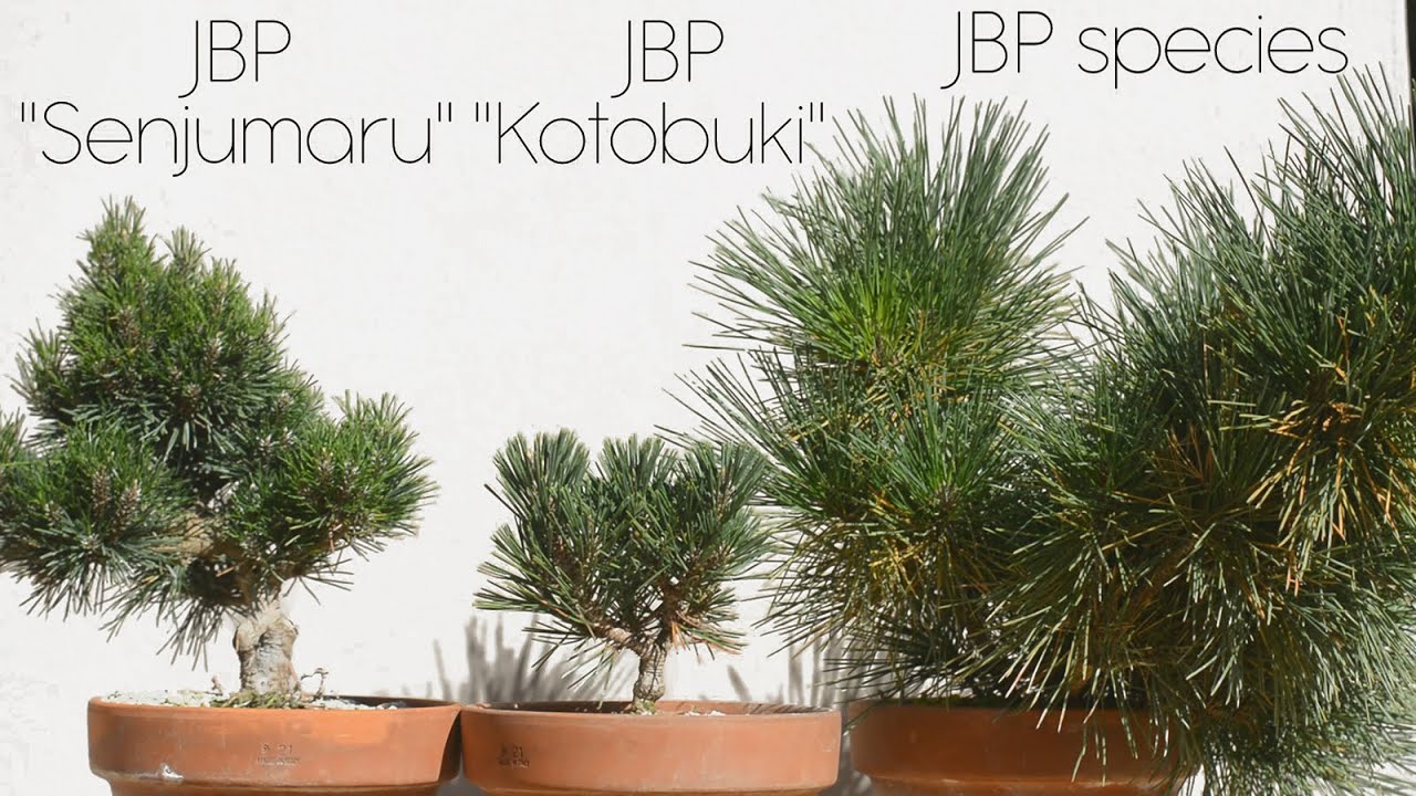 Japanese Black Pine 