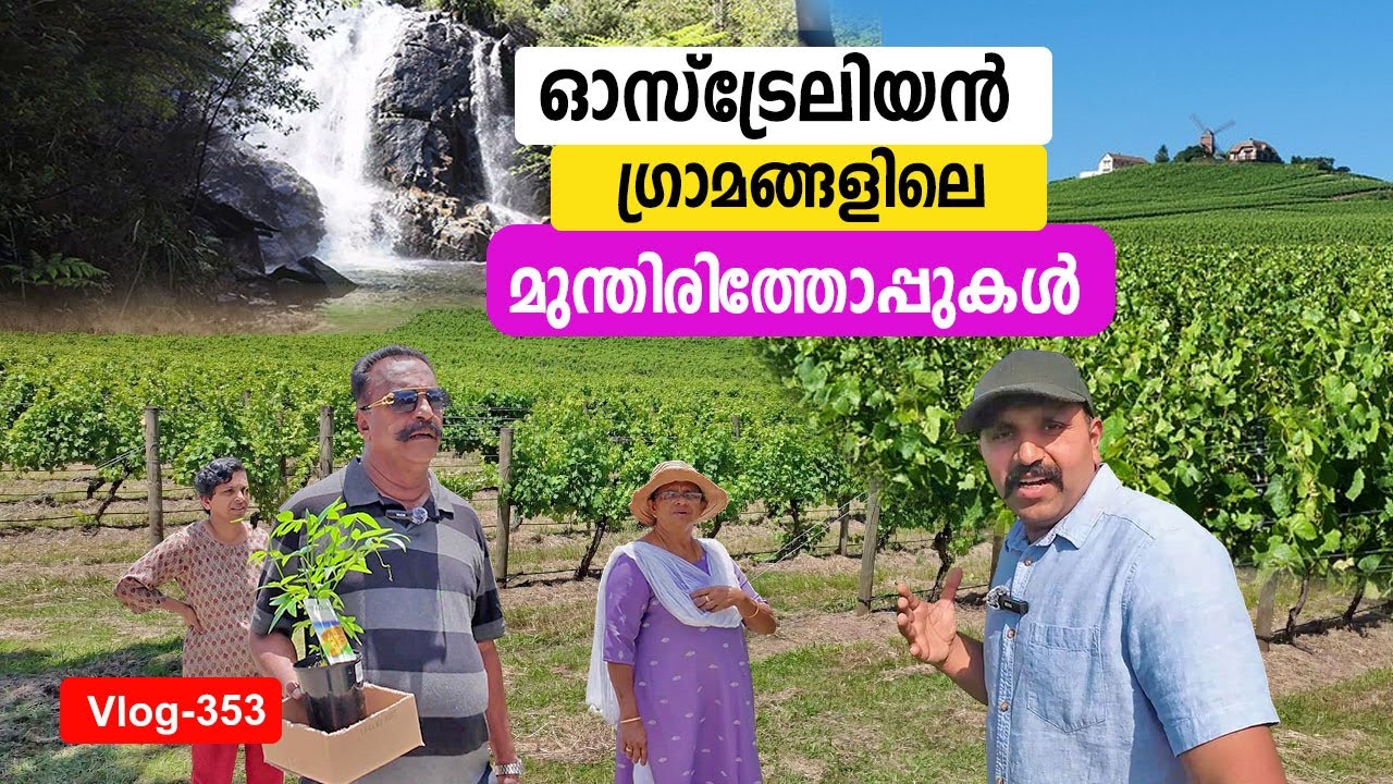 ഓസ്‌ട്രേലിയൻ ഗ്രാമങ്ങളിലെ മുന്തിരിത്തോപ്പുകൾ | Australian Villages
