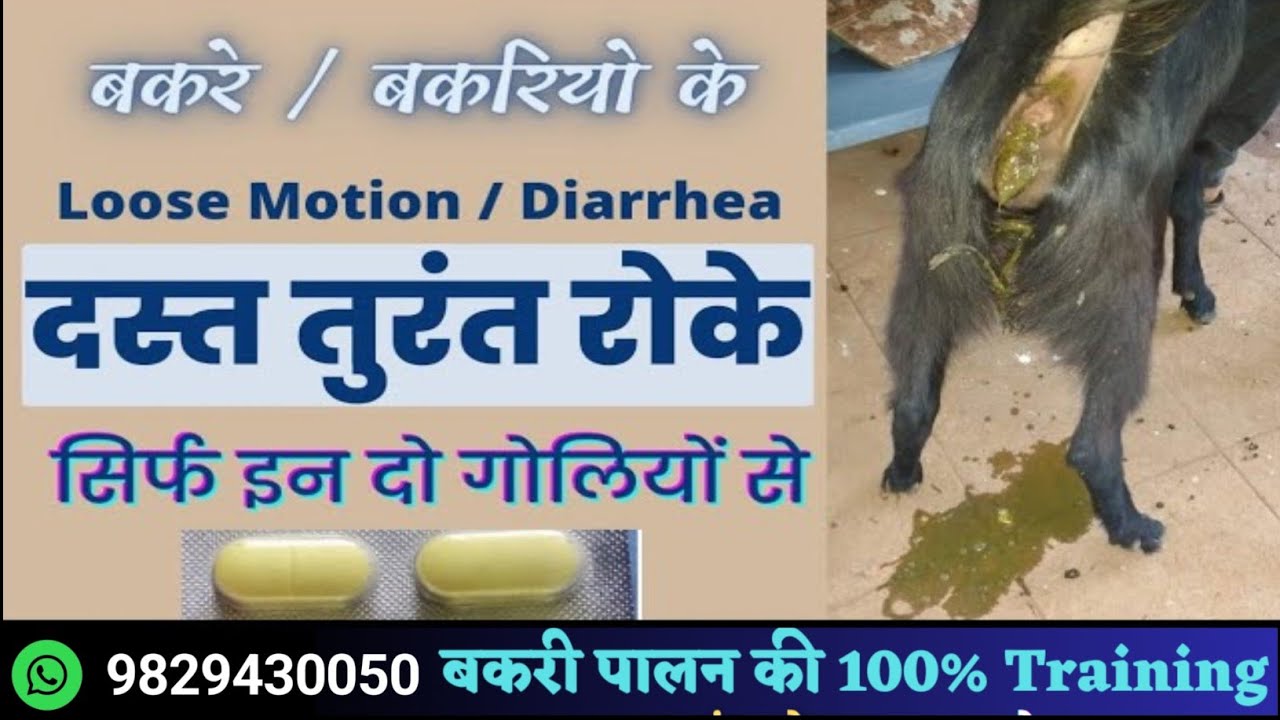 Goat Loose Motion medicine /Bakri ke Loose Motion ki dawa