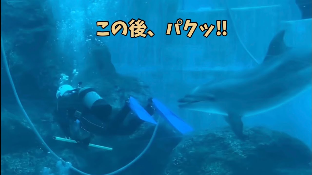 ダイバーにイタズラをするイルカが可愛かった‼︎  名古屋港水族館2020.01.02