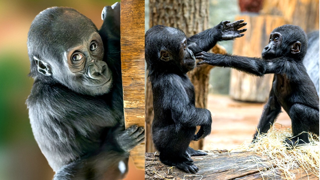 Mobi & Gaia: Sister Rivalry, Ajabu Playtime & a Surprise from Dad!