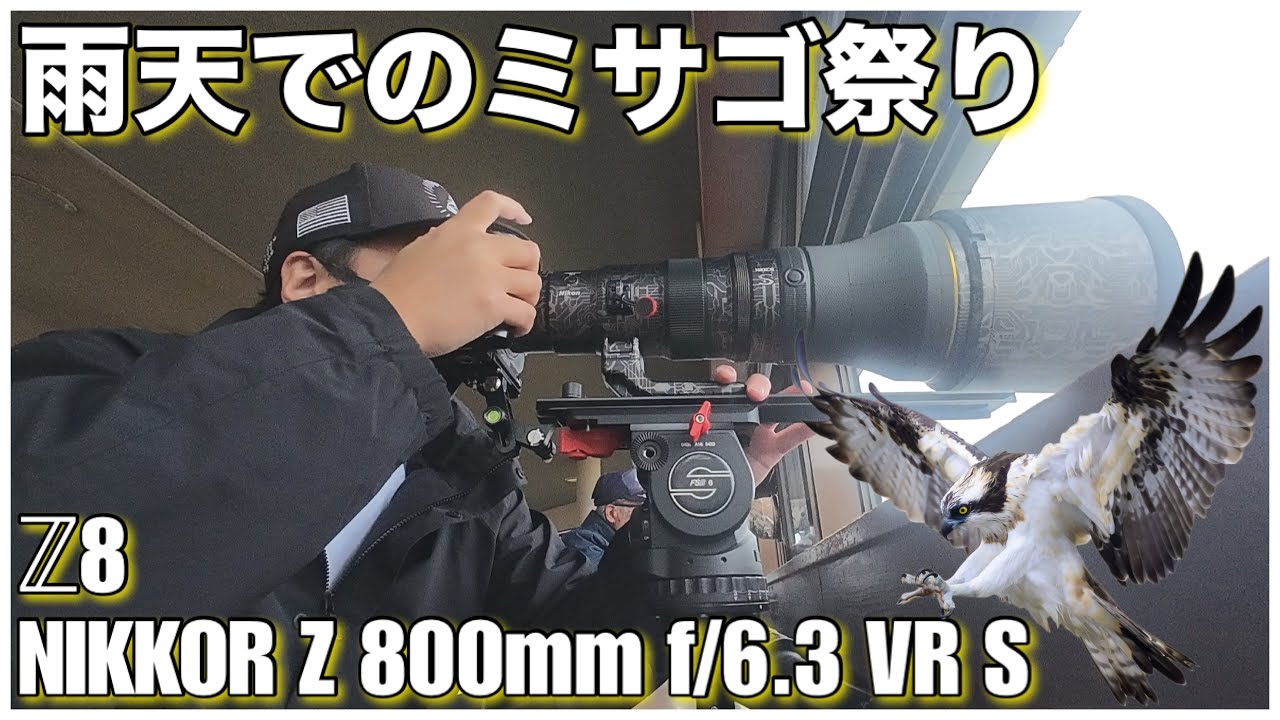 【野鳥撮影】雨天のミサゴは特別カッコいい！ミサゴ祭り！- Z8 × NIKKOR Z 800mm f/6.3 VR S -