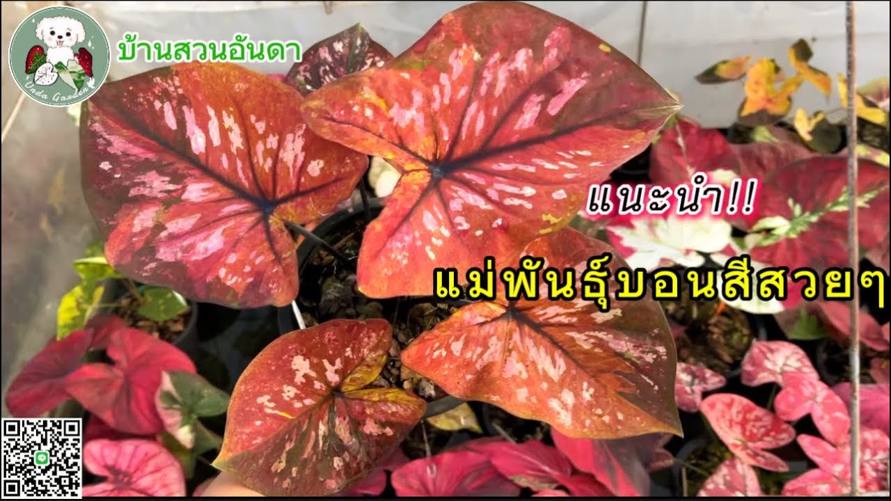 แนะนำแม่พันธุ์บอนสี ทองนพเก้า เมืองทองเนื้อเก้า ทองขวัญเมือง #บอนสี #ไม้ด่าง #caladium