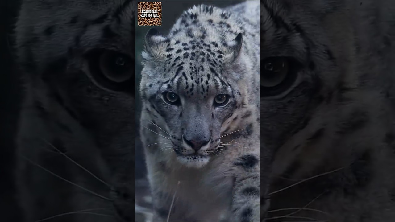 O Fantasma das Montanhas / Leopardo-das-neves /  Uma das Criaturas mais Enigmáticas do Planeta!