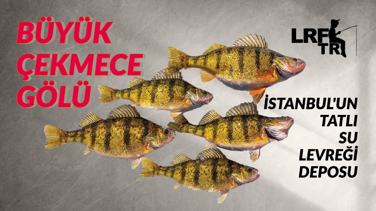 İstanbul'un Tatlı Su Levreği Deposu: Büyük Çekmece Gölü