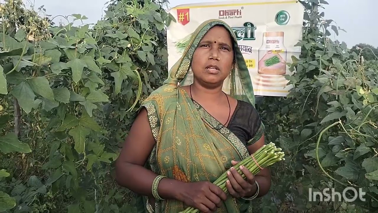 बबली बोडा फसल की बाते।                 pankaj Borase MB 7619088181