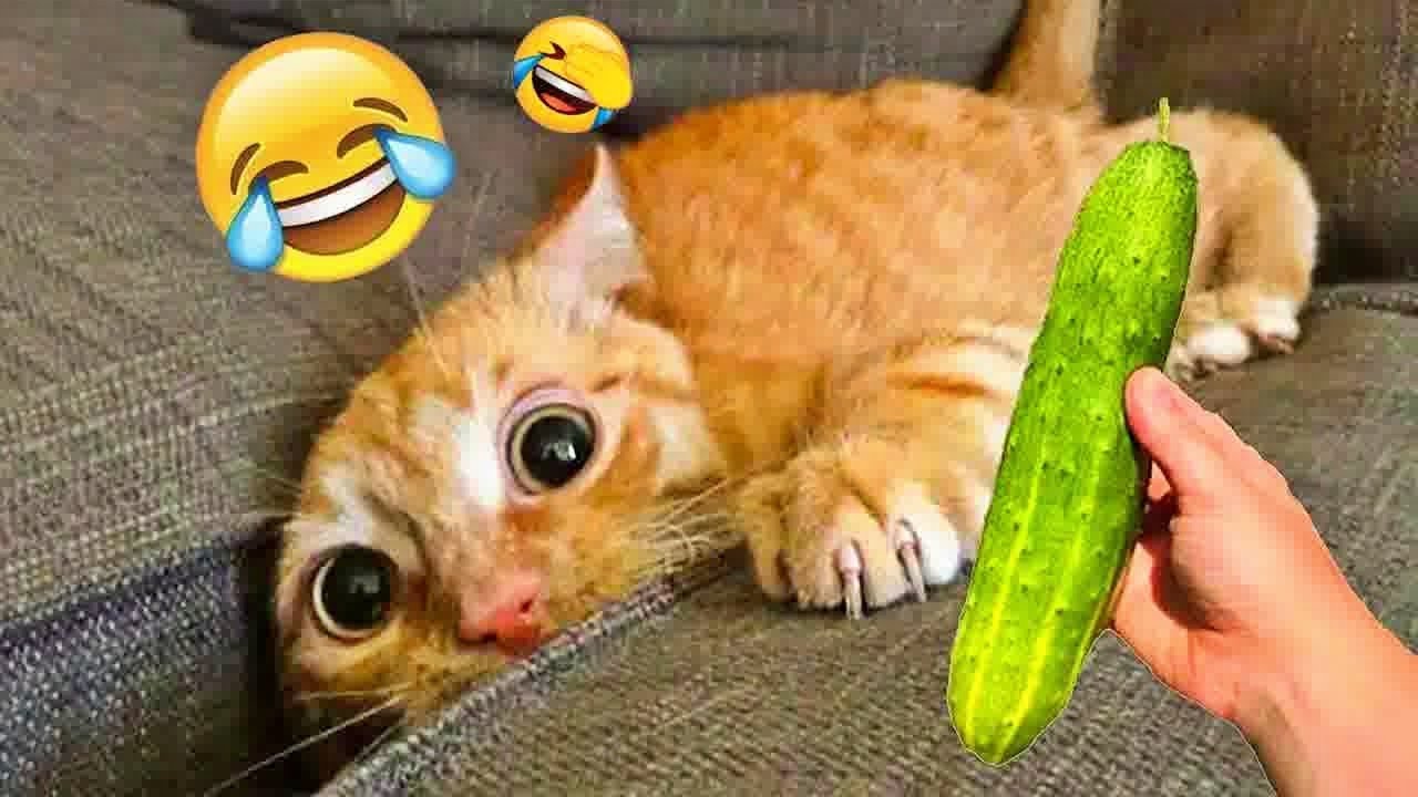 You Laugh You Lose😿🐶Funniest Dogs and Cats 2025😜