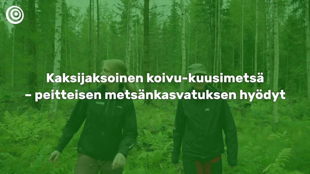 Kaksijaksoinen koivu-kuusimetsä – jatkuvapeitteisen metsänkasvatuksen hyödyt