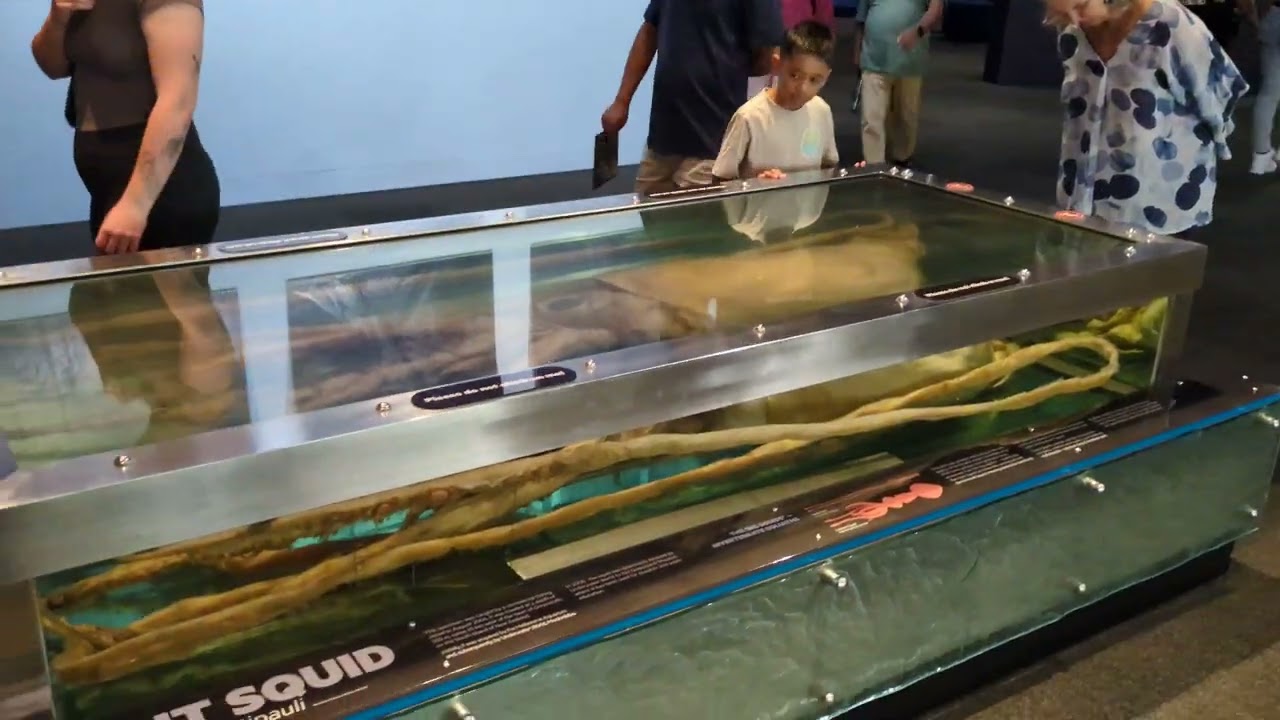 Giant Squid
