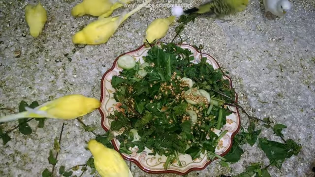 Best Summer Diet for Budgies | Healthy Green Food for Birds
