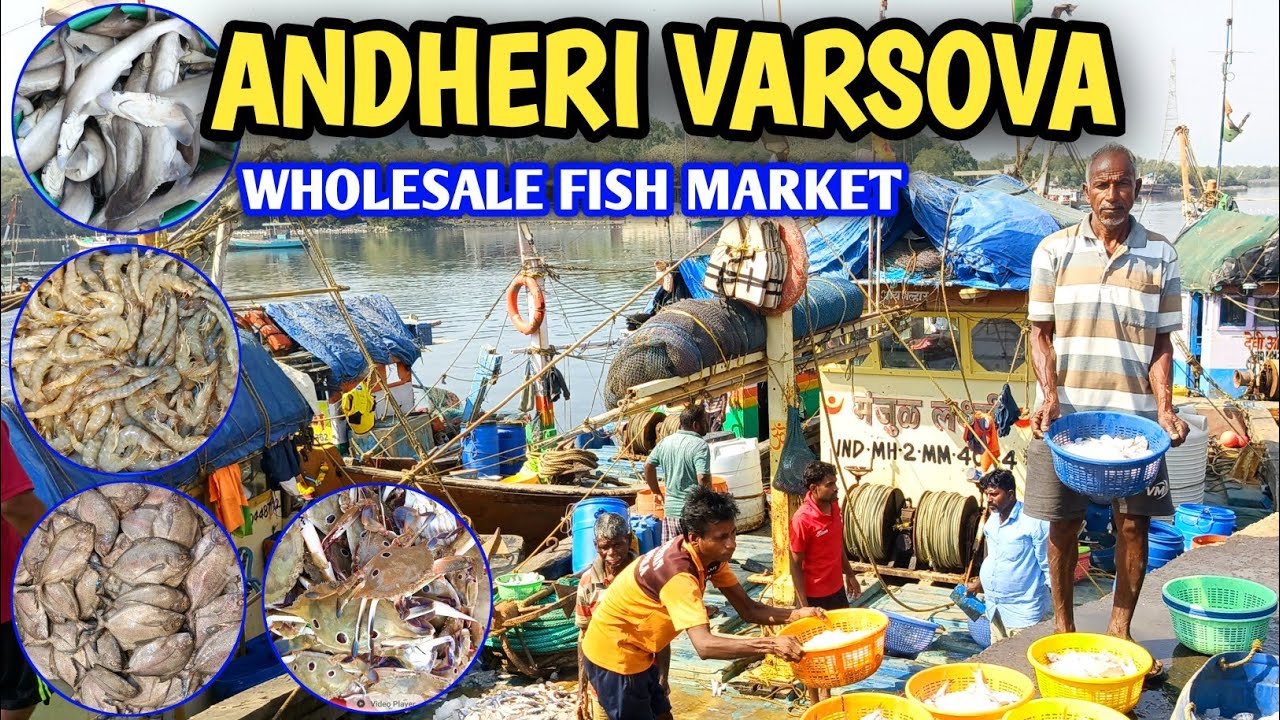 versova fish market l wholesale fish market mumbai l fish market mumbai versova l fish market 2022