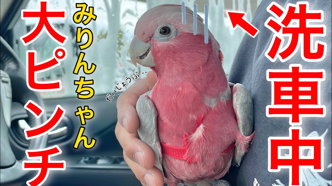 初めての洗車で人間の子供みたいな反応をするオウムがこちらww【モモイロインコ】