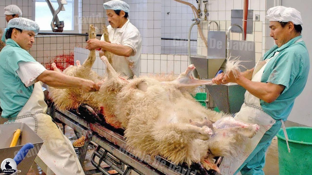 Increíble fábrica de cordero moderna en Australia - Línea de procesamiento de cordero, Granja ovejas