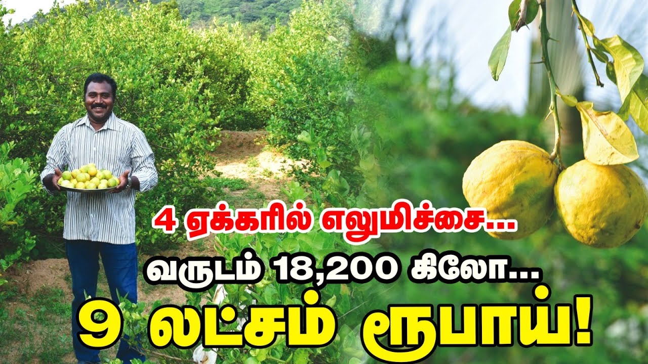 எலுமிச்சை, நார்த்தங்காய், தென்னை, மிளகு...  இதில் லாபம் உறுதி... சொல்லி அடிக்கும் விவசாயி!