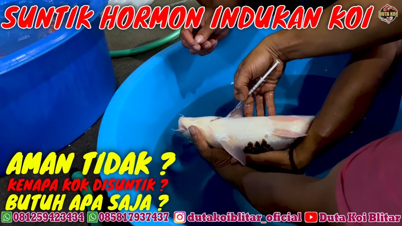 YUK BELAJAR BERSAMA CARA SUNTIK HORMON INDUKAN KOI UNTUK PEMIJAHAN || DUTA KOI BLITAR