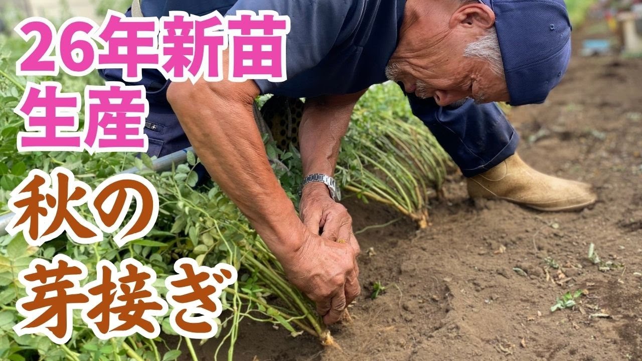 【26年新苗生産】秋の芽接ぎ作業　猛暑の影響は？