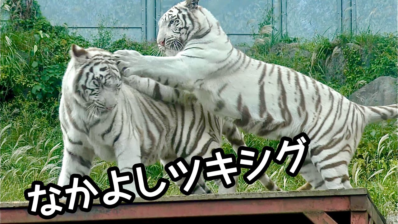 ツキちゃんとシグレくん　なかよくはしゃいでいます【伊豆アニマルキングダム】Tsuki-chan Shigure-kun Izu Animal Kingdom 